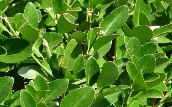 El Laurel: Historia, Propiedades y Usos de una Planta Aromática y Medicinal